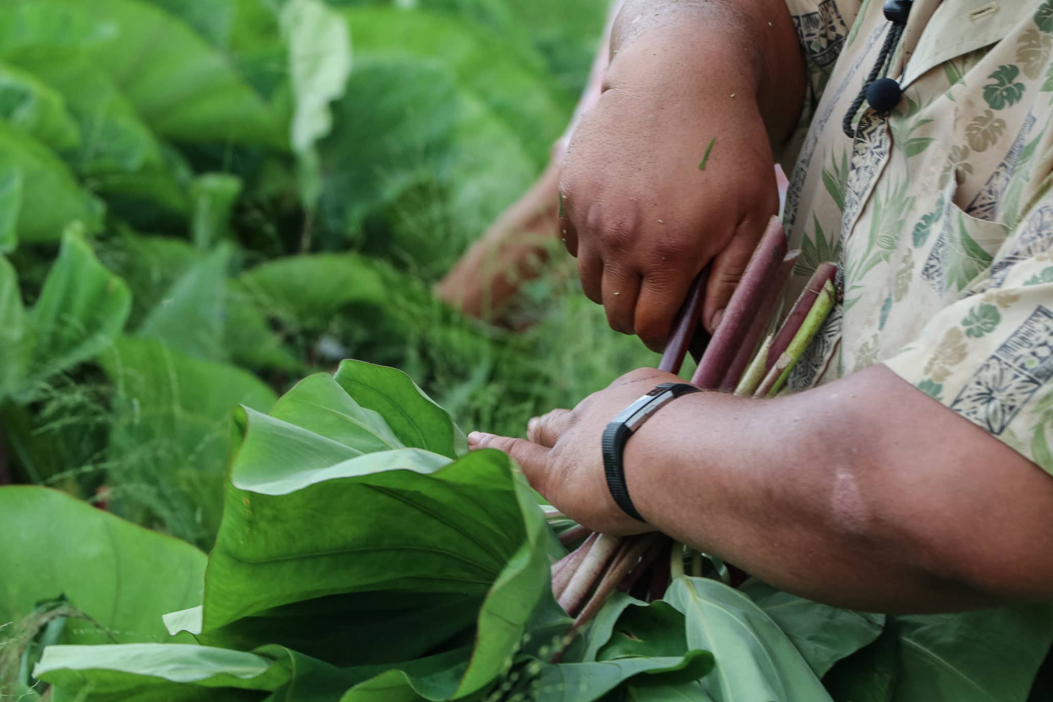 Project Director Kūʻike cuts the first kalo crop at Kupa ʻAina