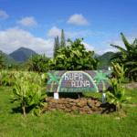 Kupa Aina sign with kalo in background