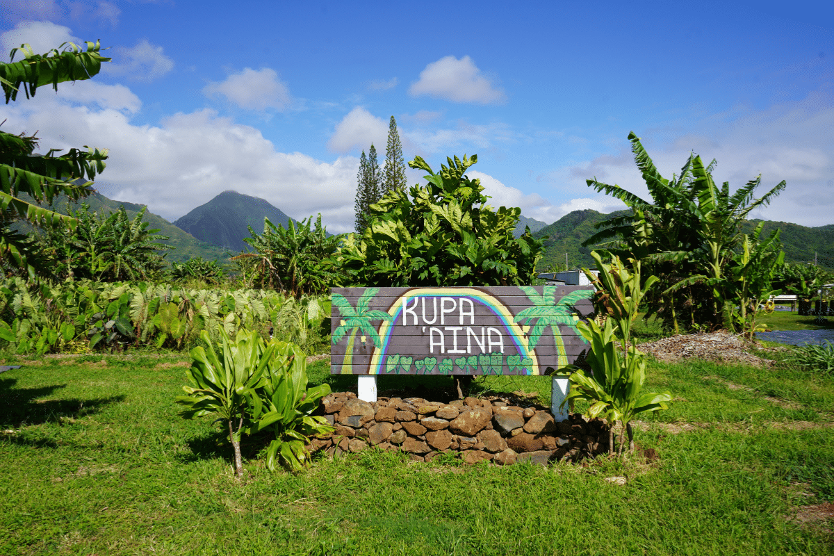 Kupa Aina sign with kalo in background